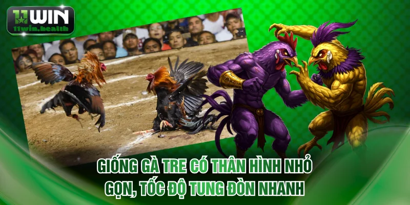 Giống gà tre có thân hình nhỏ gọn, tốc độ tung đòn nhanh