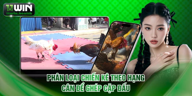 Phân loại chiến kê theo hạng cân để ghép cặp đấu